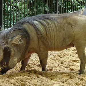 Phacochoerus africanus / Warthog (female)