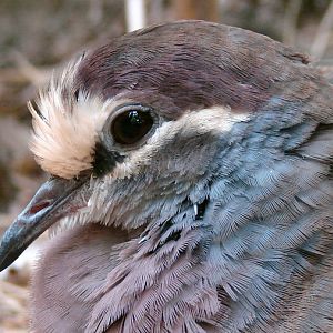 Phaps chalcoptera / Bronzewing pigeon (male)