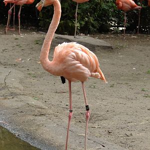 Phoenicopterus ruber ruber / American flamingo