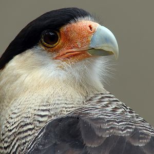 Polyborus plancus / Crested (common) caracara