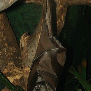 Pteropus vampyrus / Large flying fox