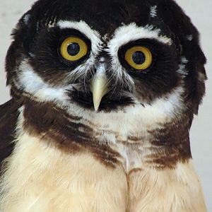 Pulsatrix perspicillata / Spectacled owl
