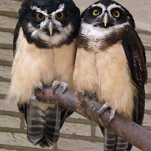 Pulsatrix perspicillata / Spectacled owl