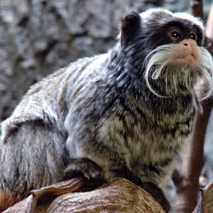 Saguinus imperator subgrisescens / Emperor tamarin (male)