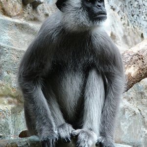 Semnopithecus priam thersites / Tufted grey langur