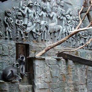 Tufted Grey Langur exhibit