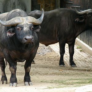Syncerus caffer caffer / Cape buffalo (pair)