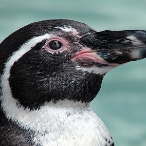 Spheniscus humboldti / Humboldt penguin