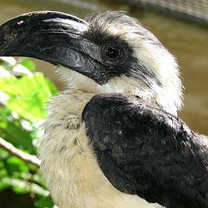 Tockus deckeni / Von der Decken's hornbill (female)