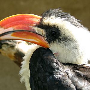 Tockus deckeni / Von der Decken's hornbill (male)