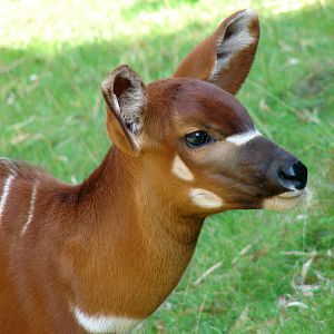 Tragelaphus eurycerus isaaci / Eastern bongo (young male Lika, born 19.06.2