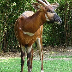 Tragelaphus eurycerus isaaci / Eastern bongo (female Xesilla)