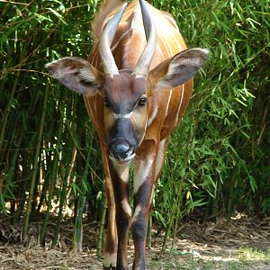 Tragelaphus eurycerus isaaci / Eastern bongo (female Xesilla)
