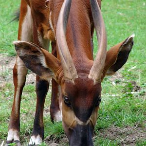 Tragelaphus eurycerus isaaci / Eastern bongo (female Xesilla)