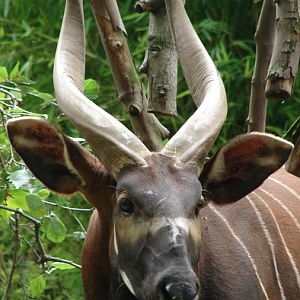 Tragelaphus eurycerus isaaci / Eastern bongo (male Oliver)