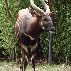 Tragelaphus eurycerus isaaci / Eastern bongo (male Oliver)