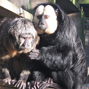 Belle and Dexter White Face Saki's