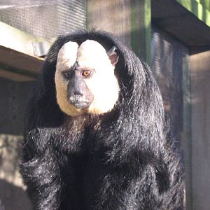 Dexter the White Faced Saki.