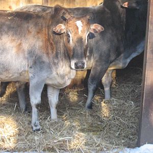 Dwarf Zebu