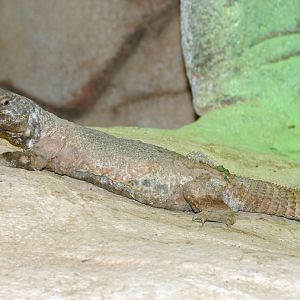 Uromastyx leptieni  / Spiny-tailed lizard