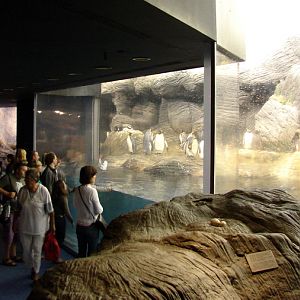 Vriesland, Penguins exhibit