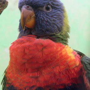 Trichoglossus haematodus forsteni / Rainbow lorikeet