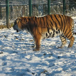 Zambar The Male Amur Tiger.
