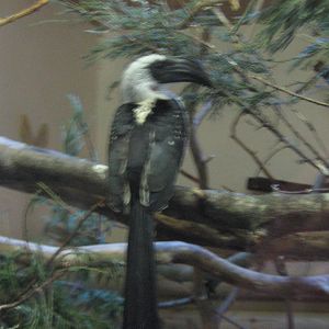 Von Der Deckens Hornbill