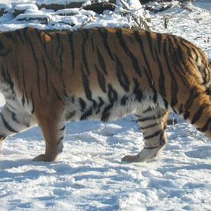 Zambar The Male Amur Tiger.