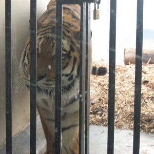 Zambar the Amur Tiger