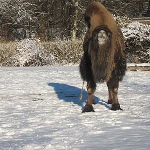 Bactrian Camel Female.