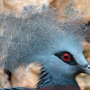 Goura scheepmakeri / Southern crowned pigeon