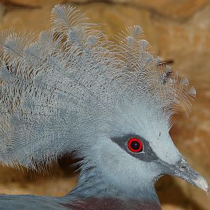 Goura scheepmakeri / Southern crowned pigeon