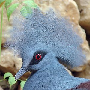 Goura cristata / Western crowned pigeon  (male)