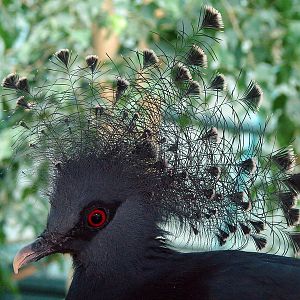 Goura victoria / Victoria crowned pigeon (male)