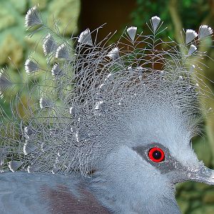 Goura victoria / Victoria crowned pigeon (male)