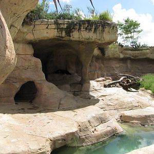 Gladys Porter Zoo 2010 - Spectacled Bear exhibit