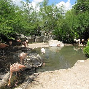 Gladys Porter Zoo 2010 - Flamingo exhibit