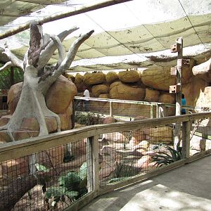 Gladys Porter Zoo 2010 - General view in the Indo-Australian Walkabout Avia