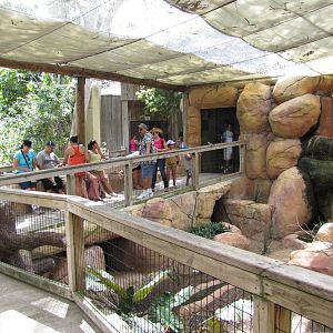 Gladys Porter Zoo 2010 - General view in the Indo-Australian Walkabout Avia