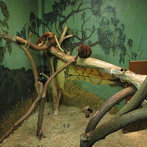 Gladys Porter Zoo 2010 - Matschies Tree Kangaroo exhibit