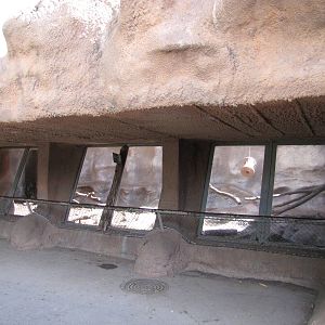 Gladys Porter Zoo 2010 - Front of the Serval exhibit