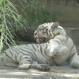 Gladys Porter Zoo 2010 - White Tiger