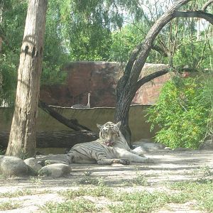Gladys Porter Zoo 2010 - White Tiger and Ostrich in the background