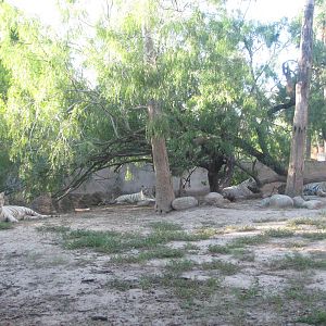 Gladys Porter Zoo 2010 - Four Bengal Tigers