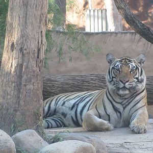 Gladys Porter Zoo 2010 - Bengal Tiger