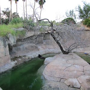 Gladys Porter Zoo 2010 - Left part of the Sea Lion exhibit and former Polar