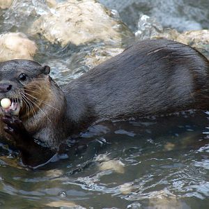 Aonyx (Amblonyx) cinereus / Oriental small-clawed otter