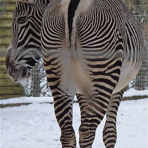 Grevys Zebra