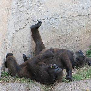 Gladys Porter Zoo 2010 - Jolly Gorillas